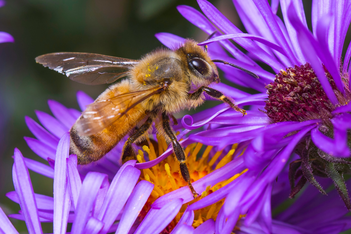 Bee and Purple Flower