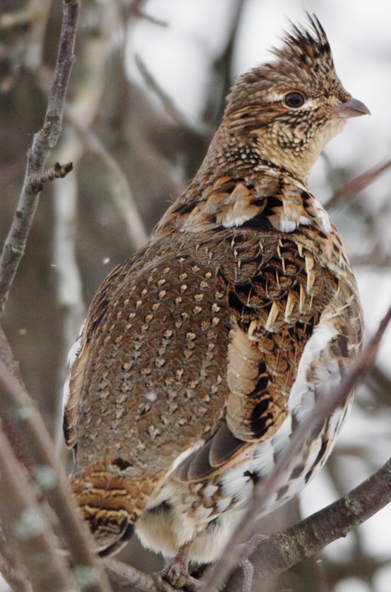 Ruffed Grouse