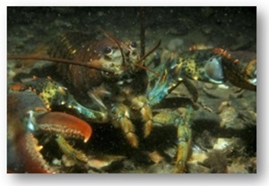 American lobster