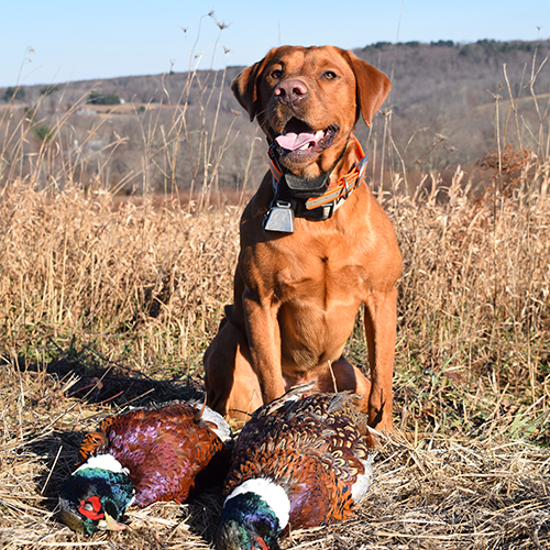 Pheasant hunting dog