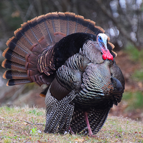 Wild Turkey