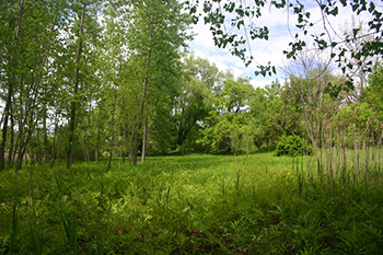 Floodplain along the Housatonic River.