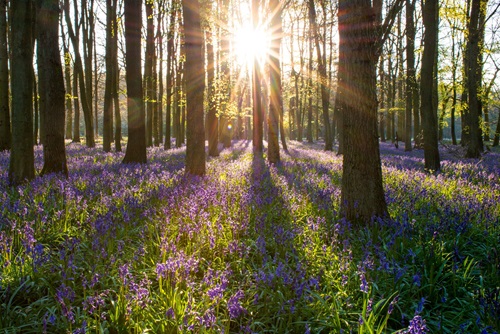 Forest Image