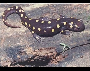 spotted salamander