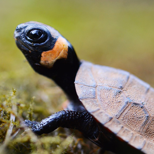 Bog turtle
