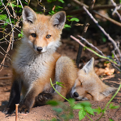 Fox kit