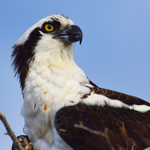 Osprey