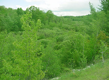 Shrubland habitat for wildlife