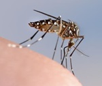 Aedes aegypti