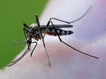 Aedes triseriatus