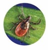 Black-legged (Deer) Tick