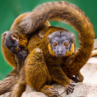 Lemurs