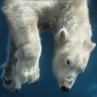 Polar Bear