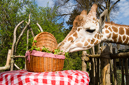 Zoo Picnics