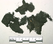 A fragment of carbonized homespun textile made from bast (such as flax) and cotton. A fragment of carbonized homespun textile made from bast (such as flax) and cotton.